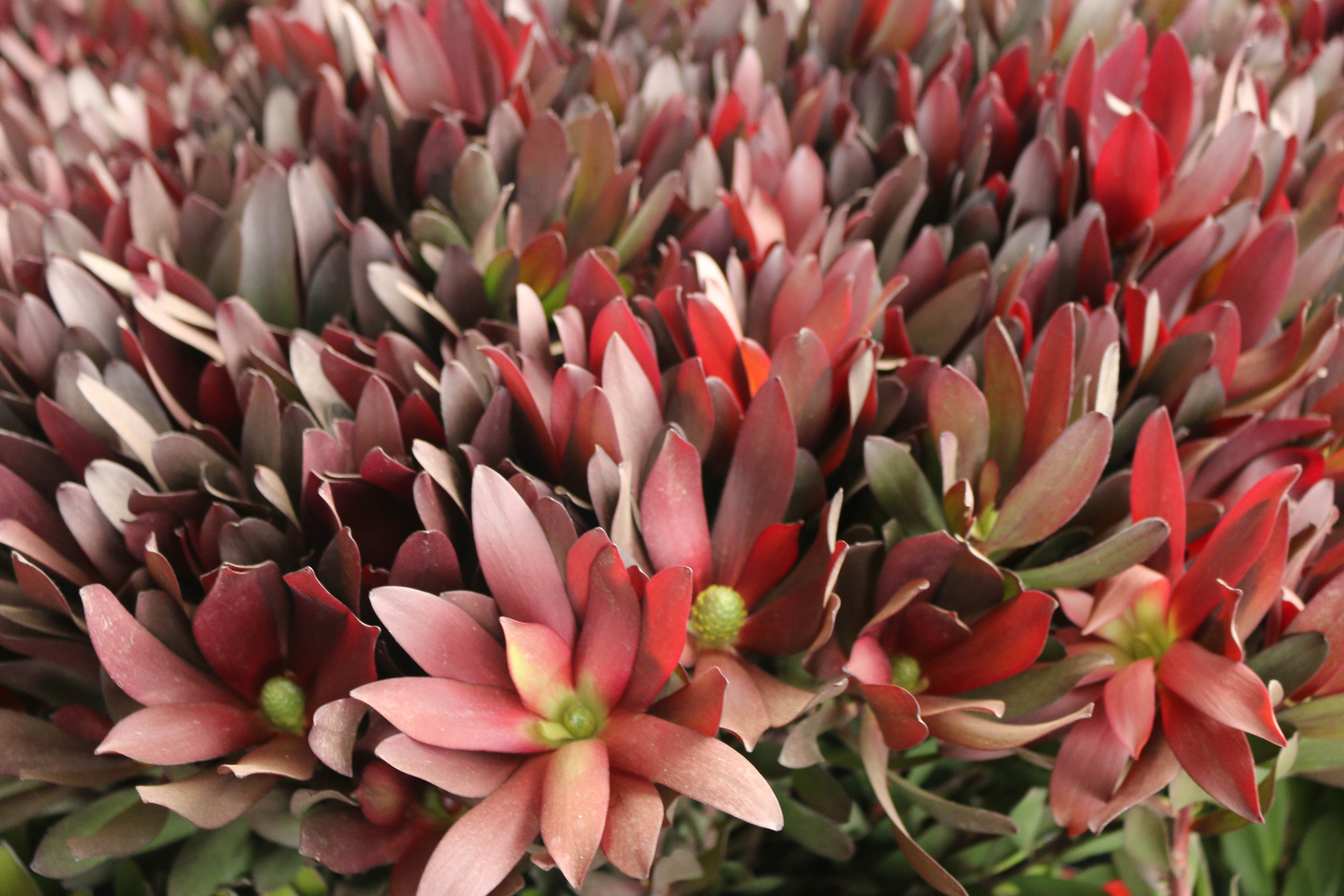 proteas de exportación