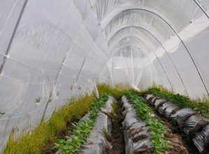 Sector de Plásticos apuesta en el 2016 por la sostenibilidad, innovación y acceso a mercados