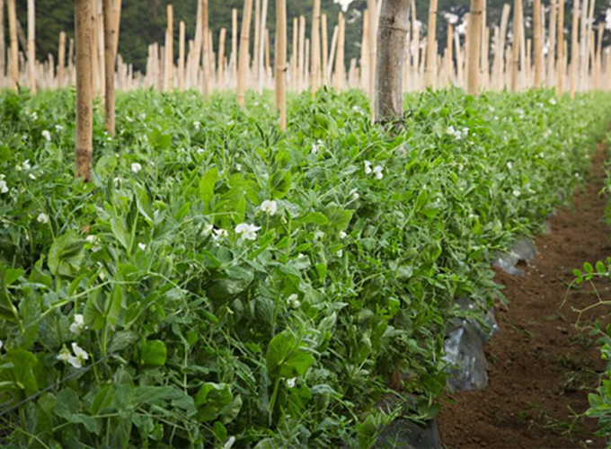 Sector de Arvejas y Vegetales potencializará su promoción en destinos internacionales