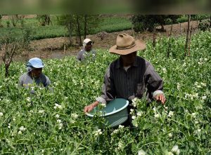 Productos agrícolas  y procesados guatemaltecos cuentan con certificadora nacional reconocida por Comisión Europea