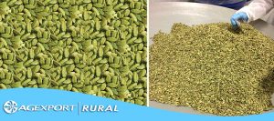 Campaña del Comité de Cardamomo de AGEXPORT promoverá los bosques energéticos