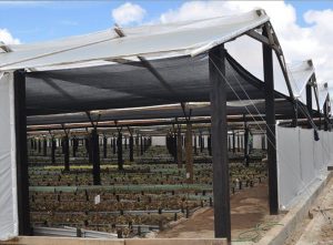 Plasticultura, aumenta un 30% la productividad agrícola