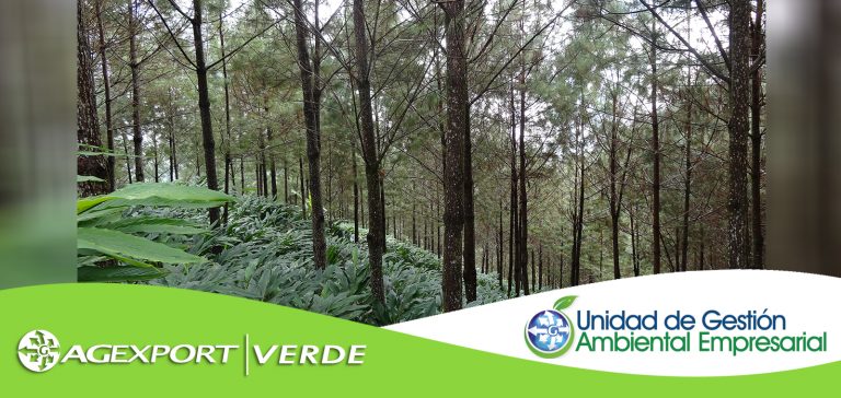 Cada 5 segundos el planeta pierde una hectárea de bosque