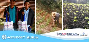 10 mil familias de pequeños productores reciben semillas mejoradas de frijol