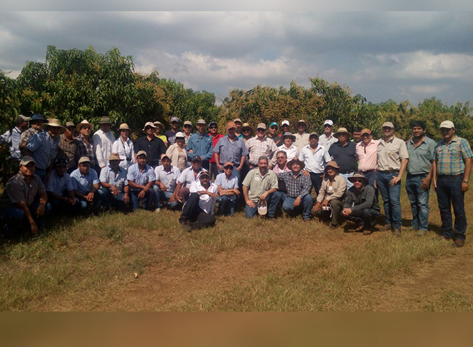 Productores de mango realizan gira de campo en Retalhuleu