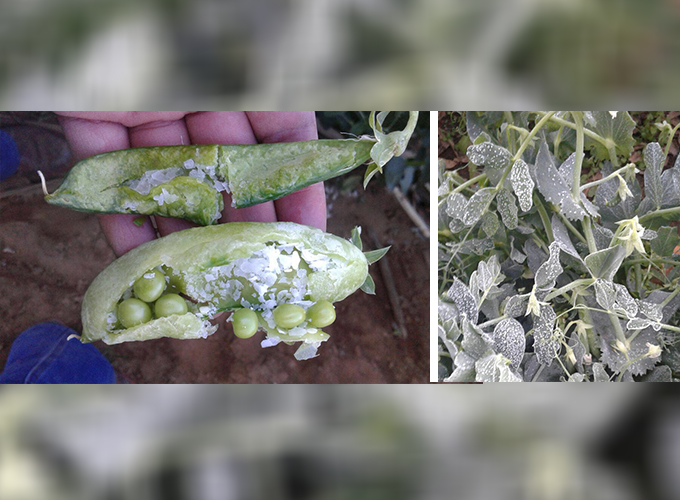 Exportadores agrícolas evalúan impacto de las recientes heladas