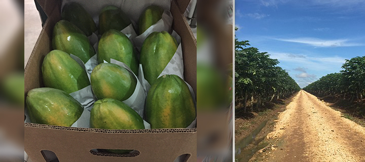 EE. UU. aumenta el consumo de papaya fresca de Guatemala