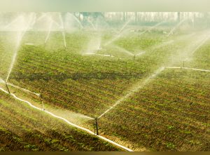 Como agua de mayo: ¿Por qué el Plan Alianza para la Prosperidad debe invertir en sistemas de riego?