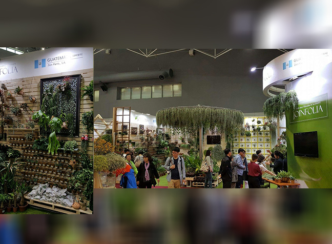 Gerberas, aves del paraíso, suculentas entre otras plantas y flores guatemaltecas se exhibieron en Corea