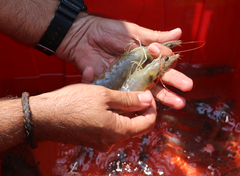 Camarones guatemaltecos cumplen con estándares zoosanitarios internacionales