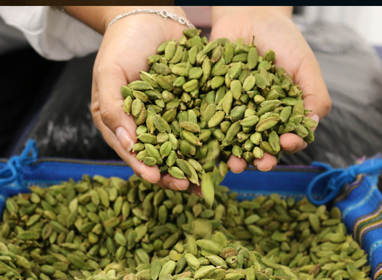 1 millón de guatemaltecos se benefician de la cadena de exportación de cardamomo