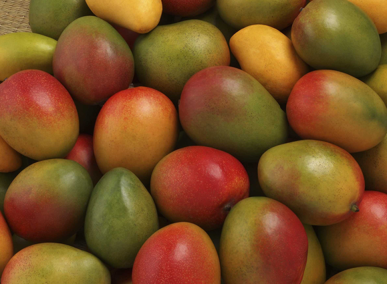 “Fresh cut”, pulpa y fruta congelada en trozos los nuevos segmentos del mango guatemalteco que está abriendo mercados internacionales