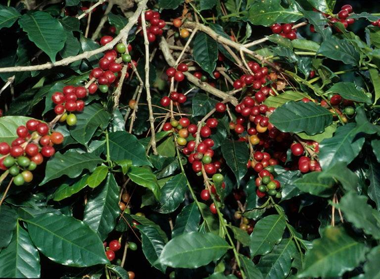 China, Taiwán y Corea del Sur, mercados emergentes para el café diferenciado guatemalteco