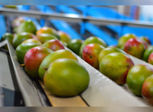 Mango fresco de Guatemala con alto potencial para posicionarse en el mercado asiático