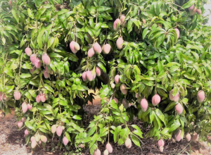 Comité de mango convoca a fincas productoras temporada de exportación 2018