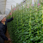 E-farm, dragones, snapdragons, comisión de ornamentales, flores de exportación, flores guatemaltecas,