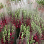 E-farm, dragones, snapdragons, comisión de ornamentales, flores de exportación, flores guatemaltecas,