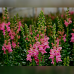 E-Farm, dragones, snapdragons, ornamentales, flores, día del cariño, exportación de flores,,