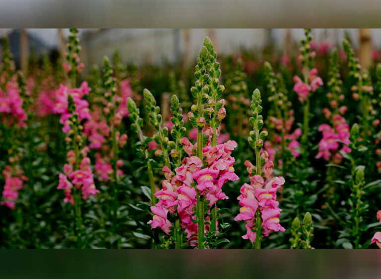 Snapdragons la nueva flor de tendencia para el día del cariño