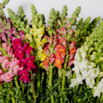 E-farm, dragones, snapdragons, comisión de ornamentales, flores de exportación, flores guatemaltecas,