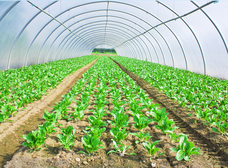 Integre las certificaciones internacionales para la exportación de productos agrícolas