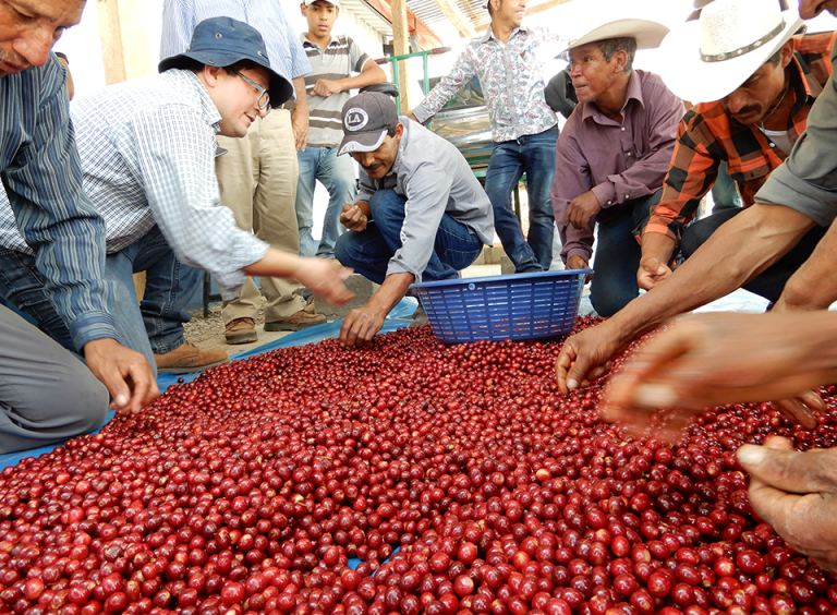 Productores del Corredor Seco se capacitan en manejo post cosecha del cultivo de café diferenciado de exportación