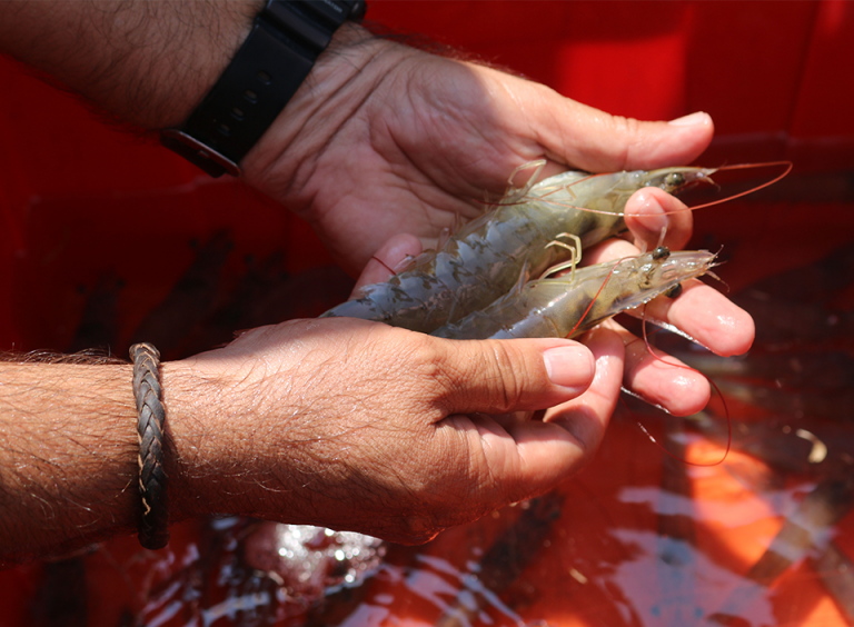 27 gurús sobre camarón y tilapia compartirán conocimiento con productores guatemaltecos