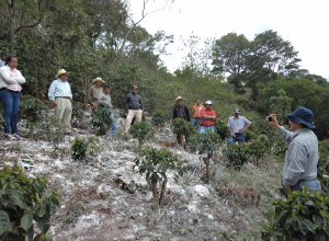 Se capacitan en manejo integrado del cultivo de café