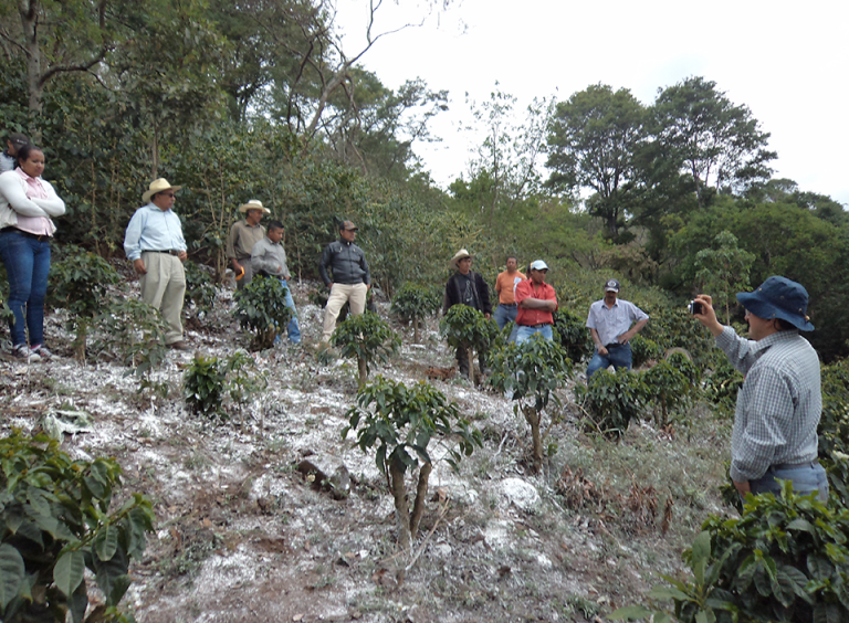 Se capacitan en manejo integrado del cultivo de café