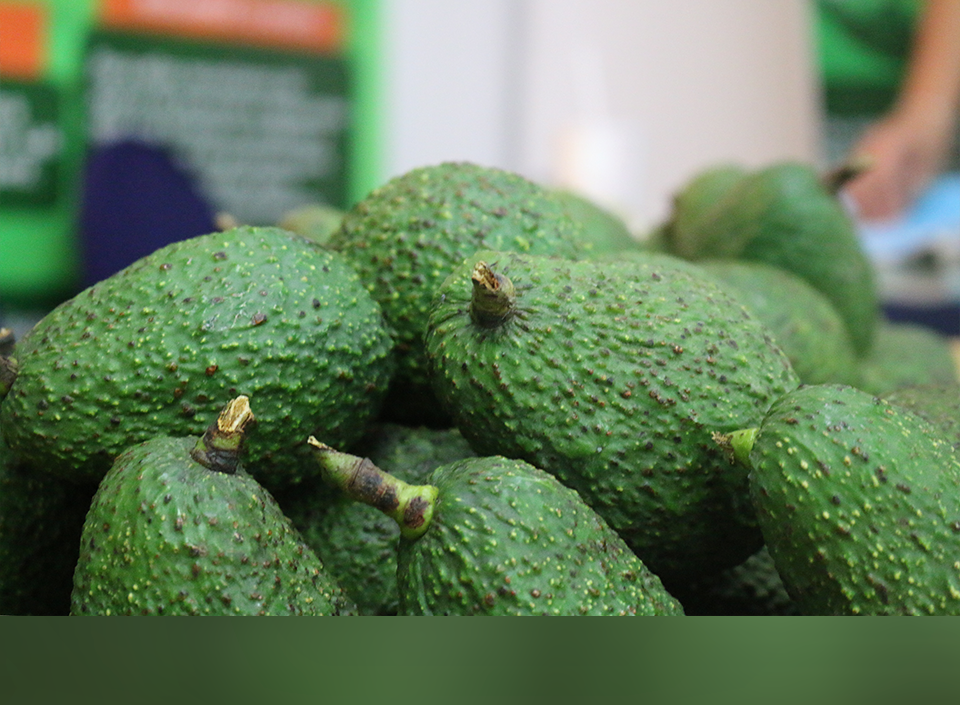 exportaciones de aguacate guatemalteco a Corea