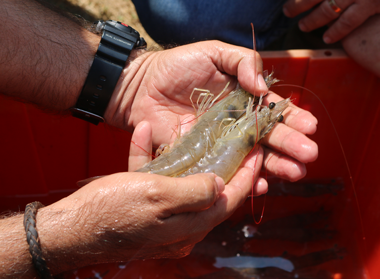 5 Pasos para emprender en la industria de Acuicultura y Pesca