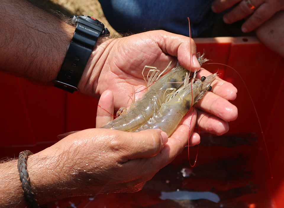 claves para exportar productos de pesca y camarón
