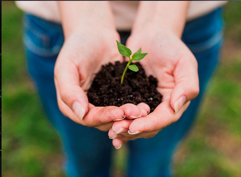 Participe en la jornada de reforestación para sembrar vida