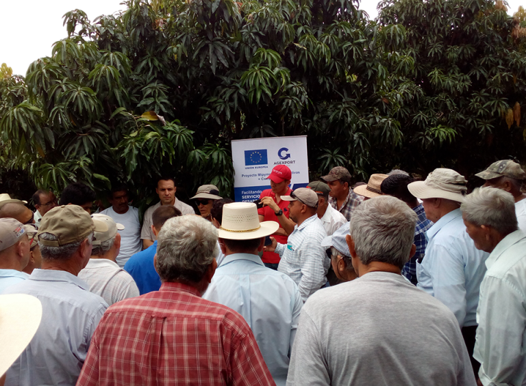 70 agriculture producers of Eastern Guatemala receive technical assistance to increase mango production