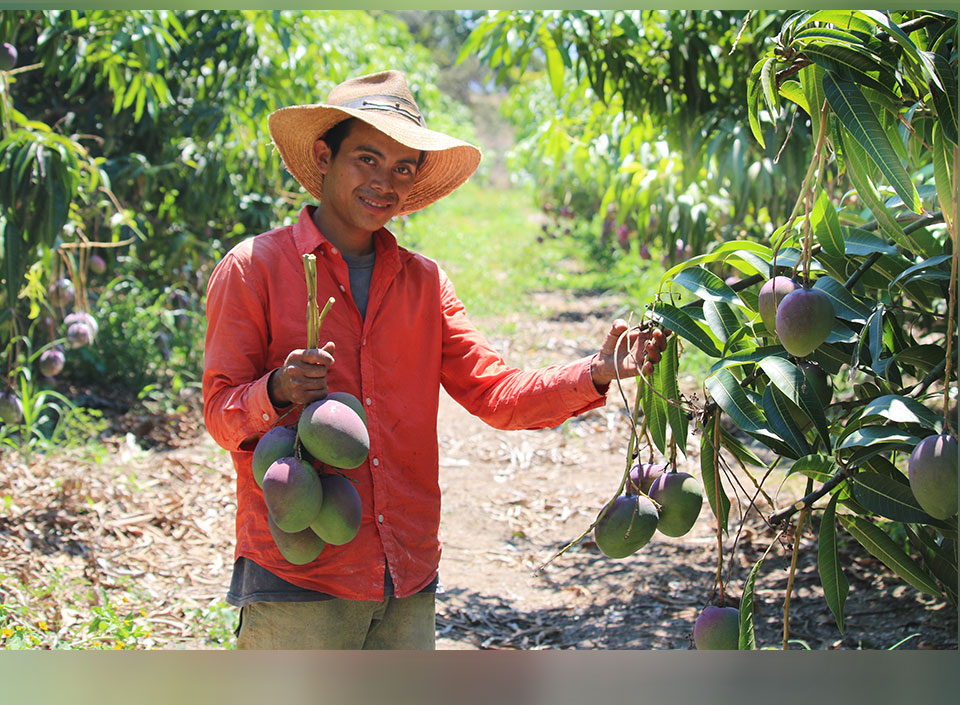 productores de mango