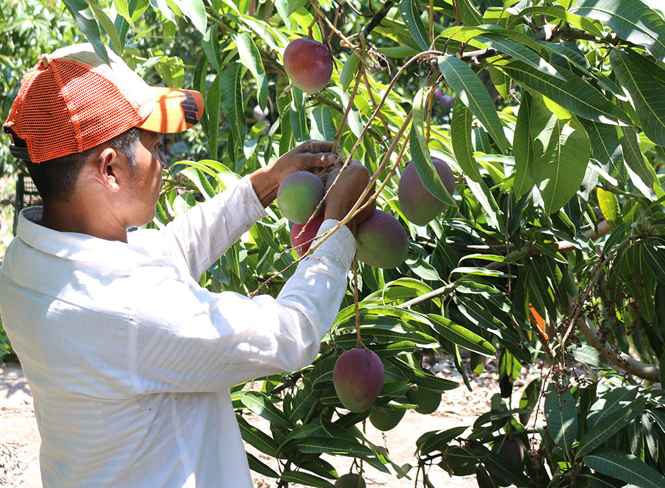 mango guatemalteco de exportación