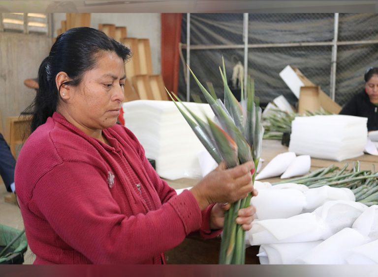 Nuevo Comité de flores de corte se estrena representando a Guatemala en EE.UU.