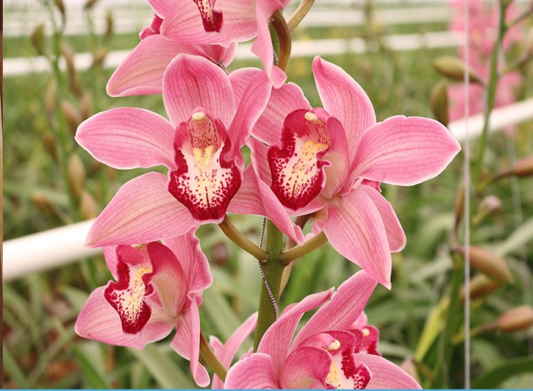 “Consumer bunches” o bouquets las presentaciones que el Sector de plantas ornamentales, follajes y flores llevará al mercado europeo y estadounidense