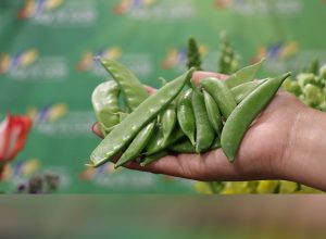 exportación de vegetales guatemaltecos