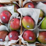 Guatemala exporta mango a Chile por primera vez
