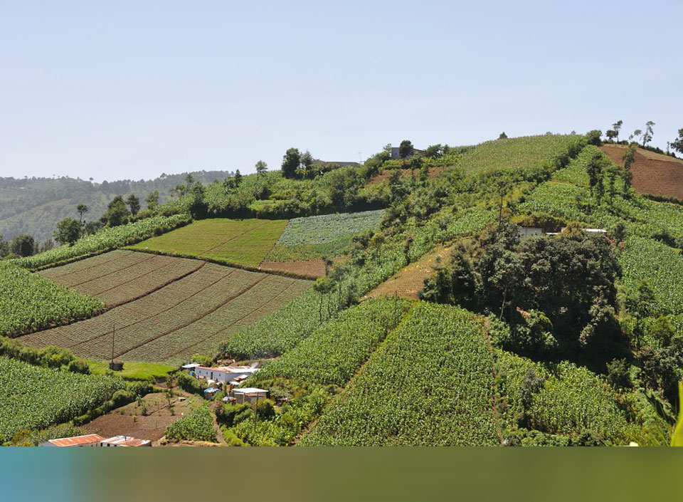 agricultura en Guatemala