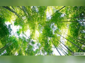 licencia ambiental de competitivdad