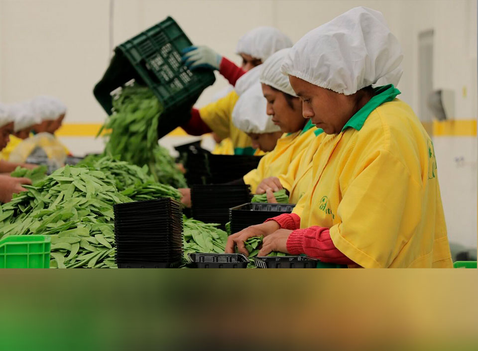 Arvejas vegetales de exportación