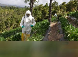 exportaciones agrícolas de Guatemala