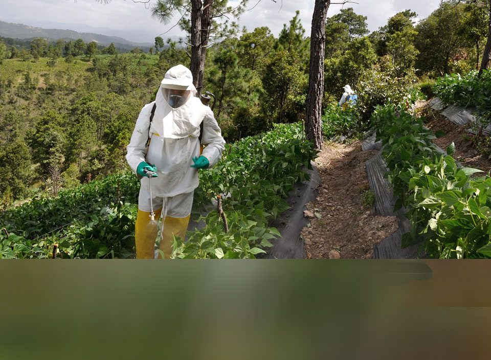 exportaciones agrícolas de Guatemala