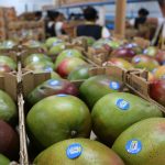 Guatemala exporta mango a Chile por primera vez