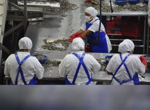 exportaciones de camarón guatemalteco