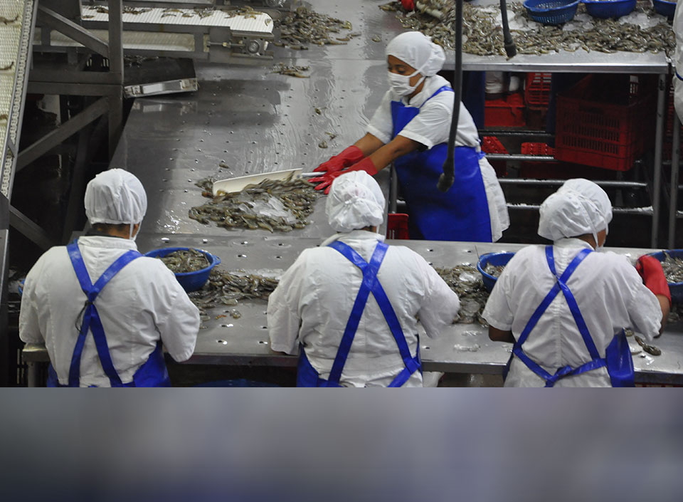 exportaciones de camarón guatemalteco