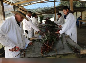 Esta es la nueva recategorización de actividades para el sector de plantas ornamentales