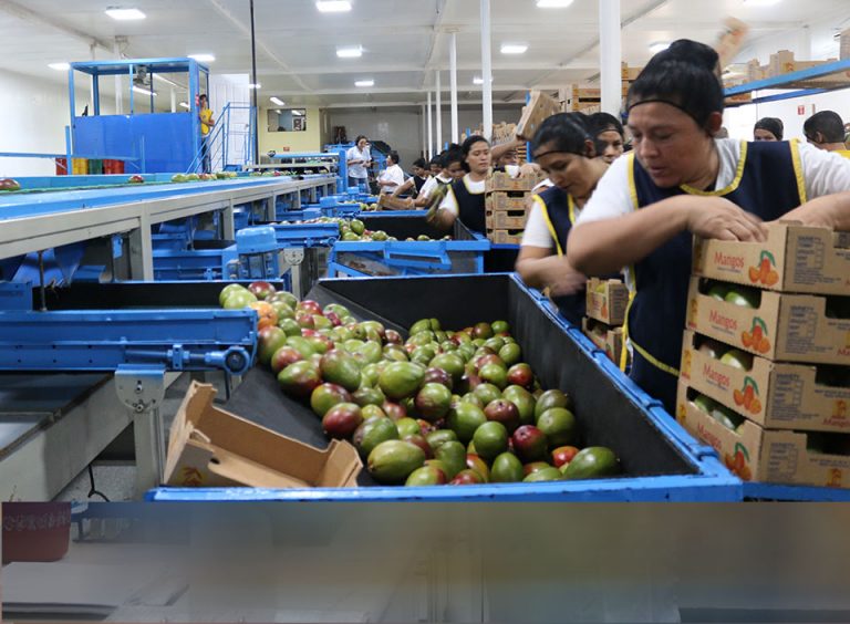 Nombran a Guatemala como miembro de National Mango Board